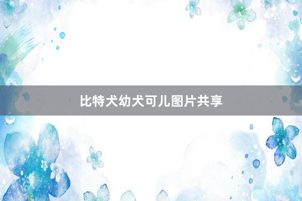 比特犬幼犬可儿图片共享